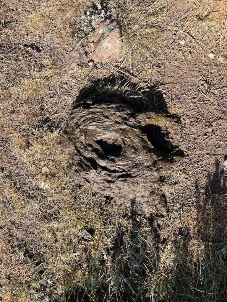 Some unfortunate soul stepped in this big pile of poop
