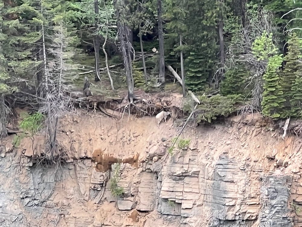 Super zoomed in on the iPhone but that's a goat licking the salt from the cliff