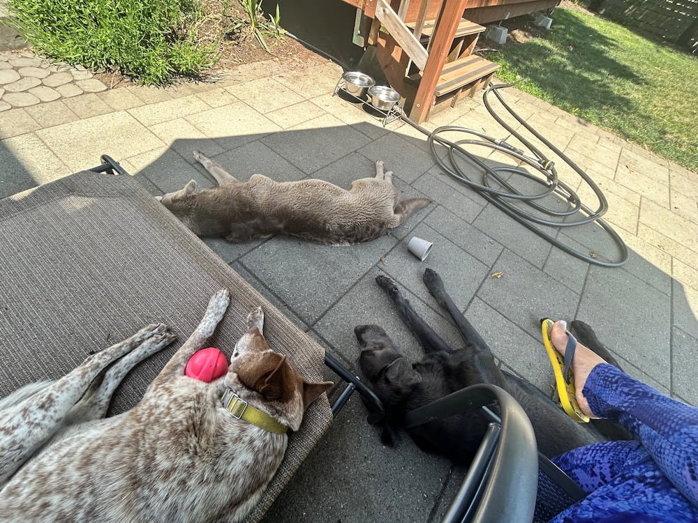 The dog pack