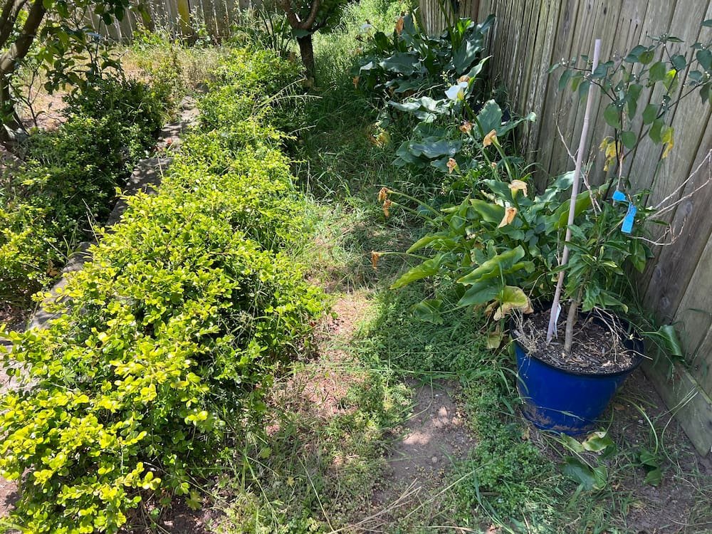 The garden was so overgrown