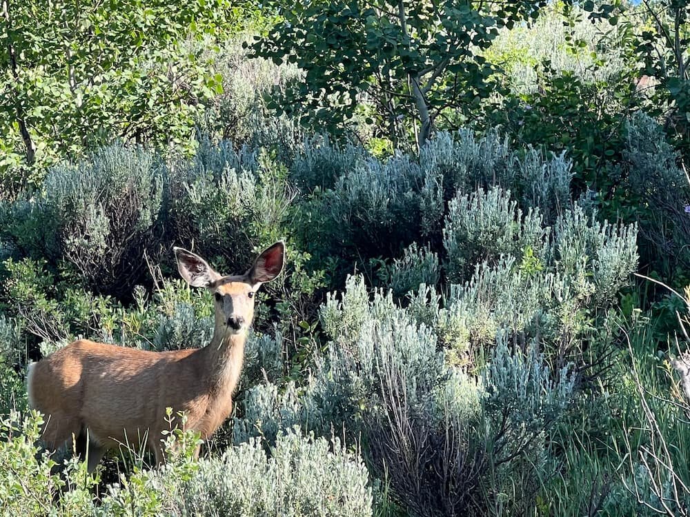 There were a few young deer