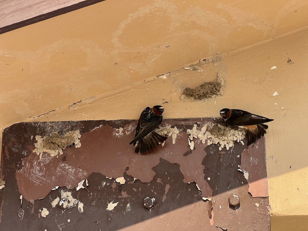 These birds still have some work left on those nests