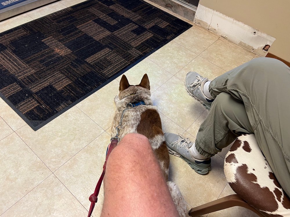 Waiting at the vet