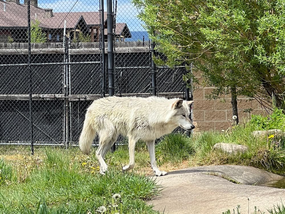Was great seeing the wolves up close