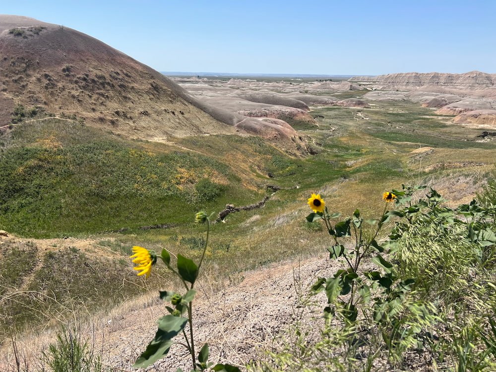 Yellow flowers and earth all in one
