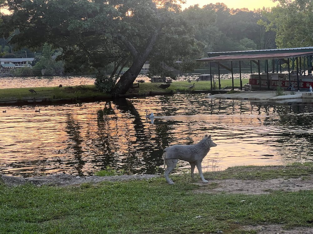 A fake coyote statue to deter the birds