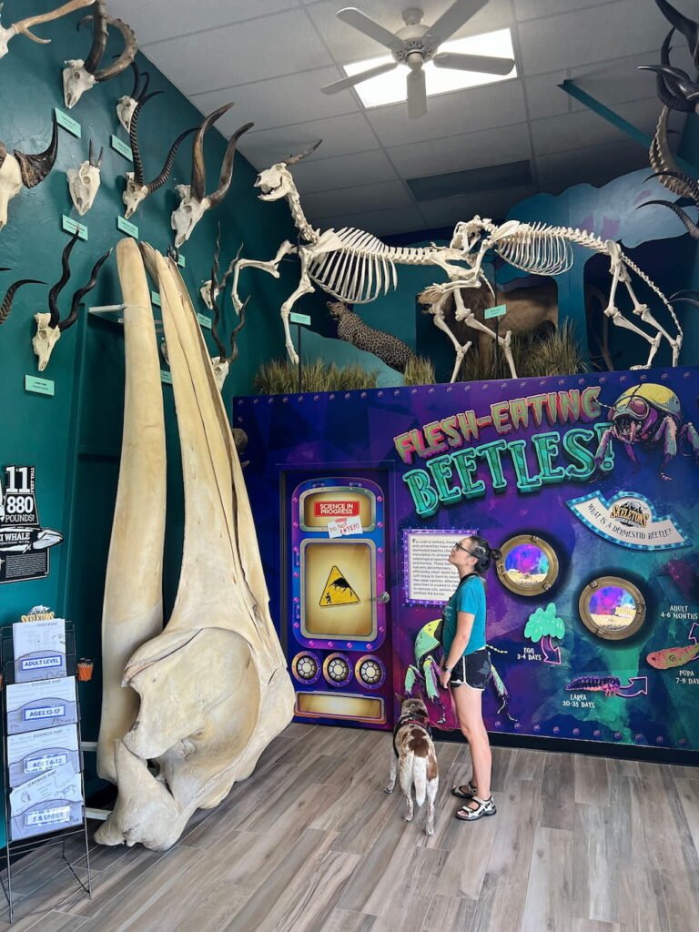 A whale skull with Lisette for scale