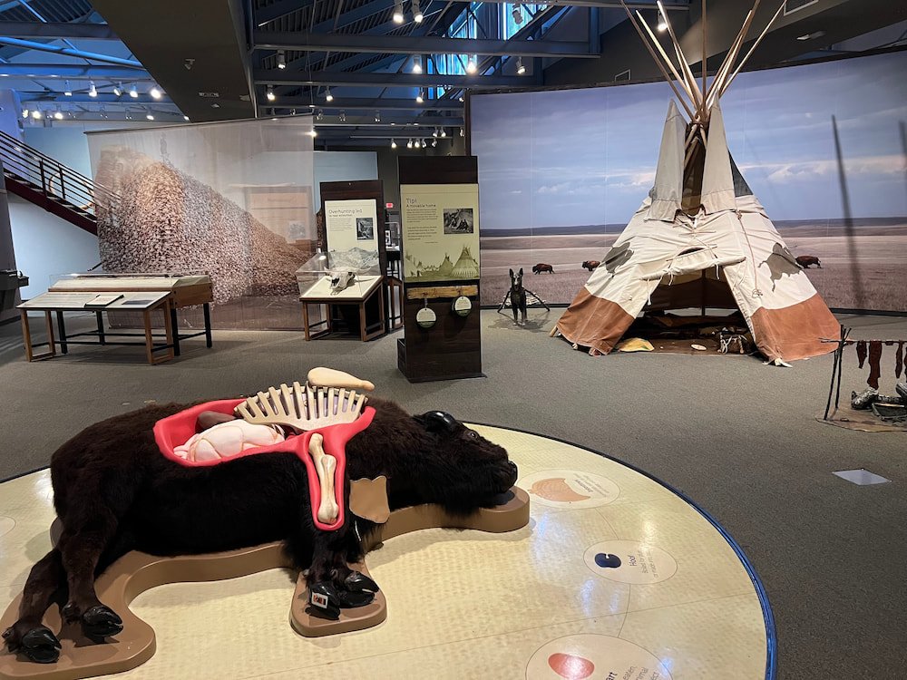 Bison exhibit