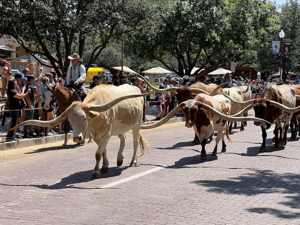 Check out those horns