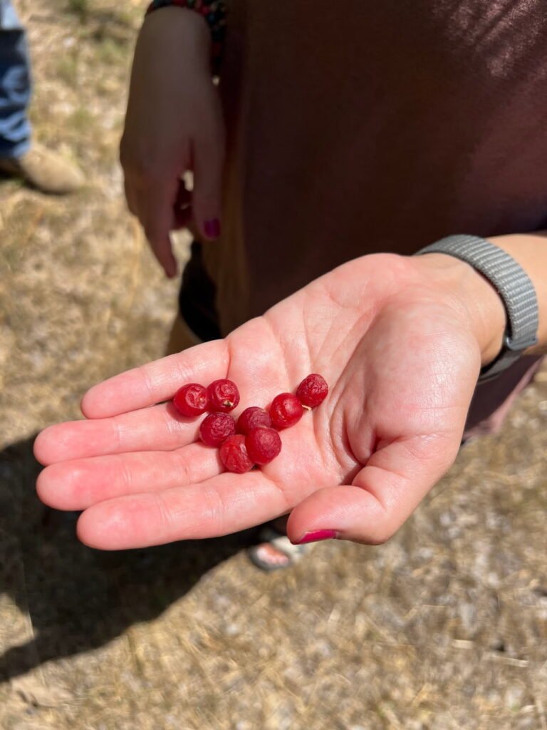Cherries or currants