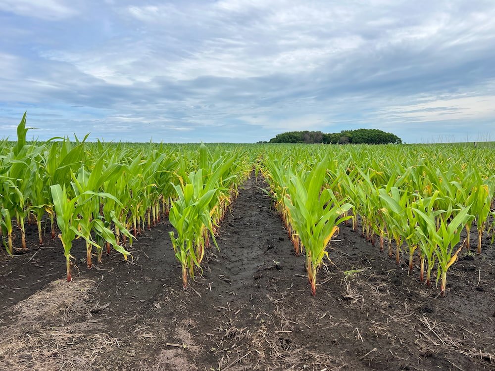 Early stages of the corn