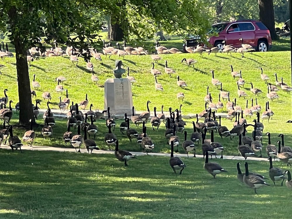 Hundreds of Canadian Geese