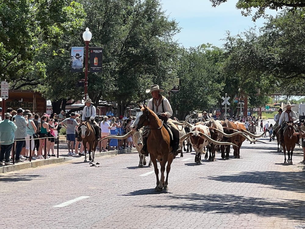 Longhorn Cattle Drive