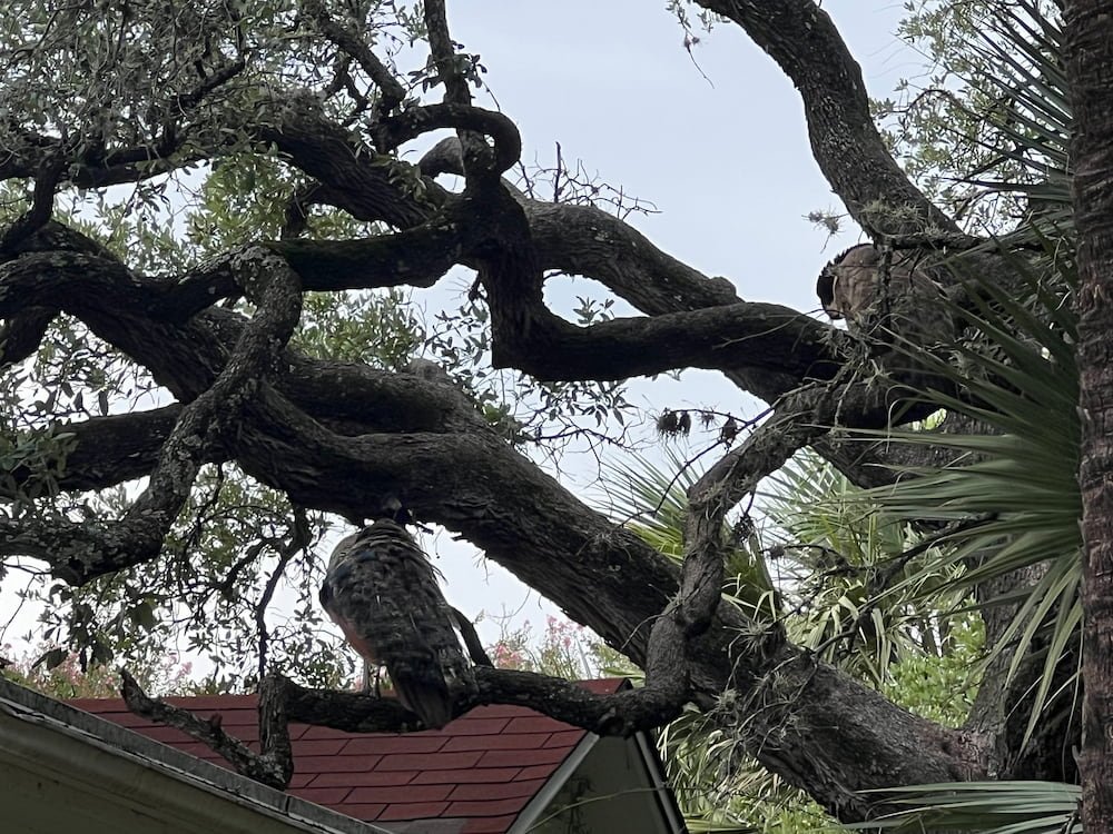 Peacock and Peahen in the tree