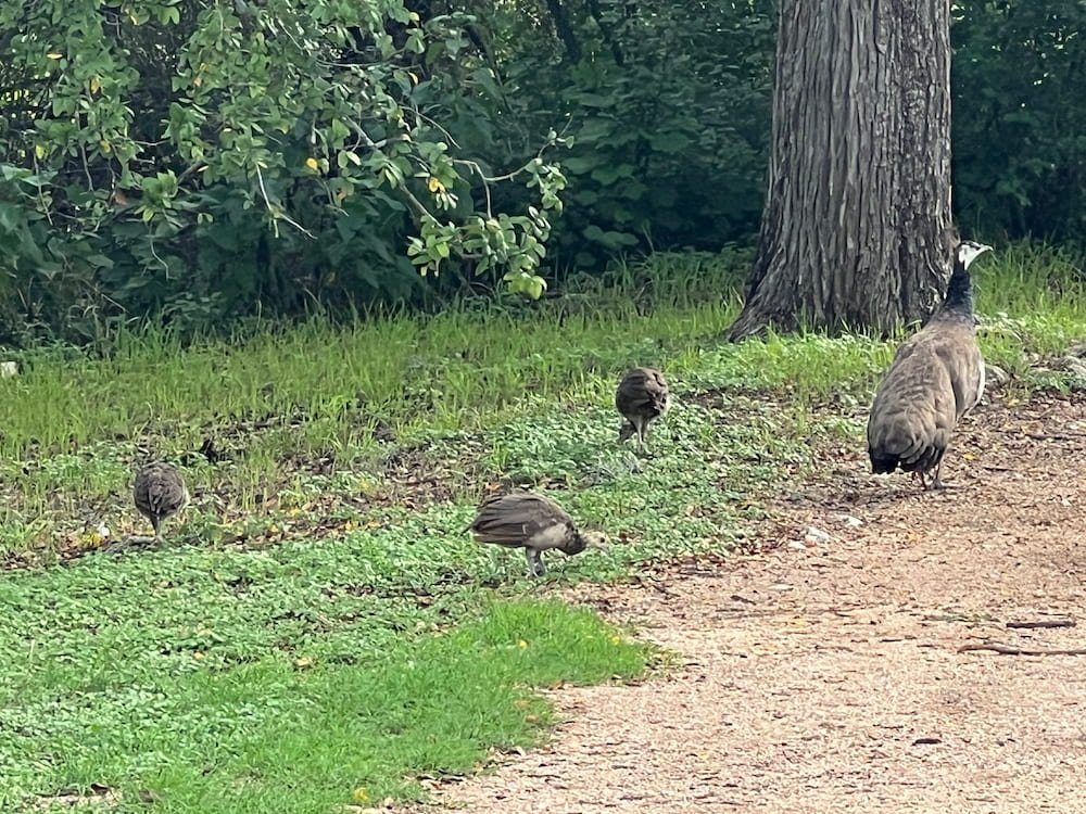 Peahen with her chicks