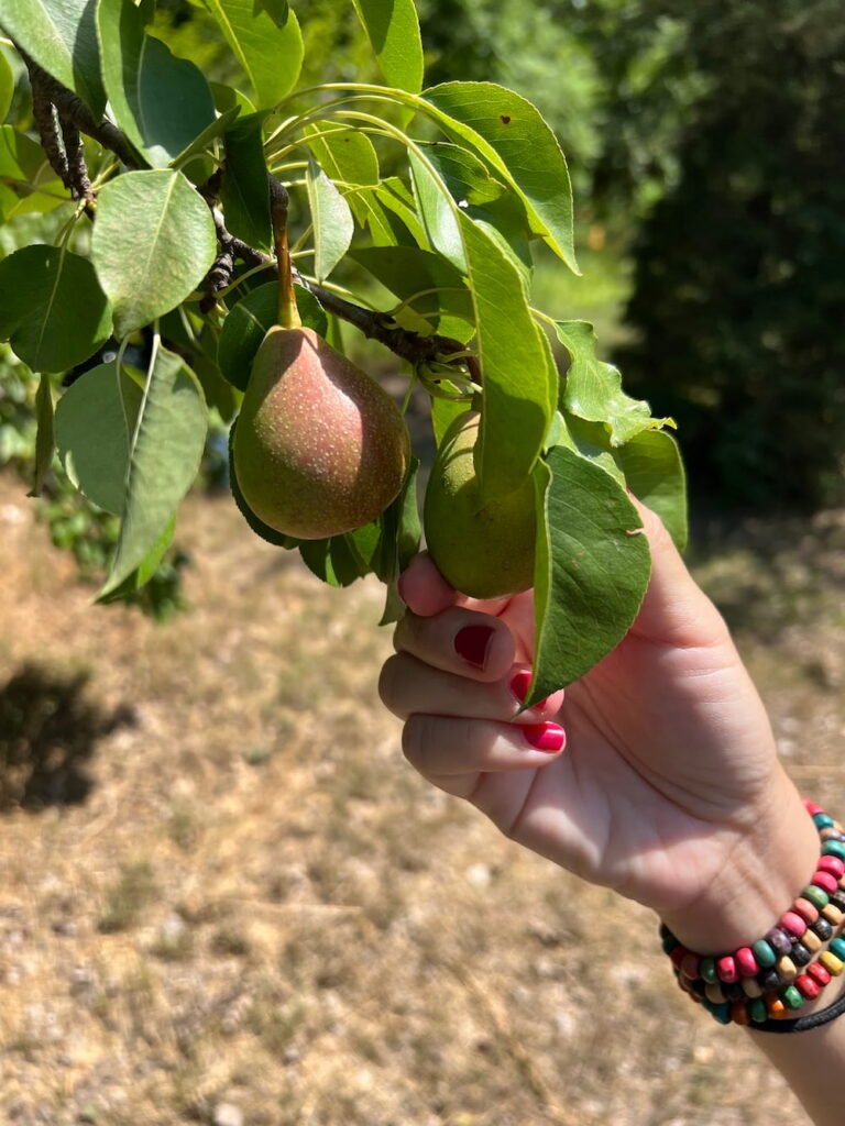 Pears growing