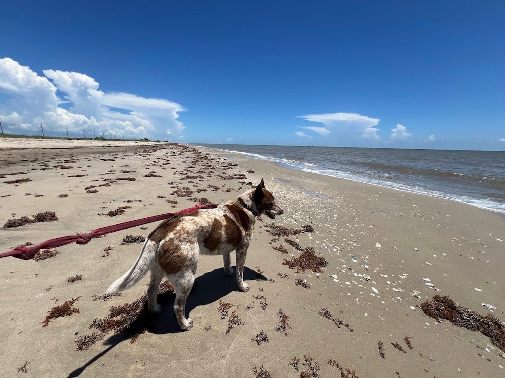 Sheila was very pleased to see the beach again although the sand was too hot