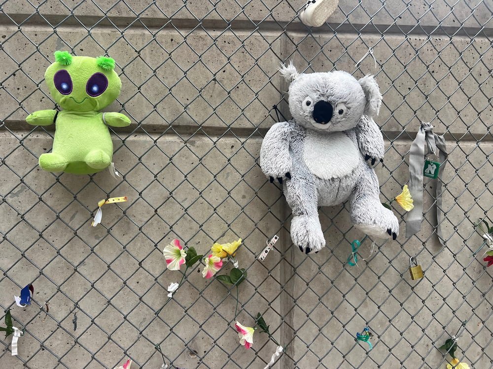 Spotted a koala