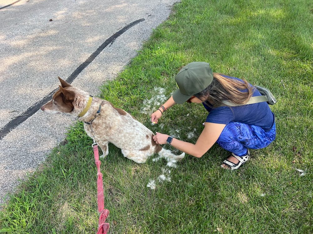 Lisette trying to pick off some of some Sheila fur