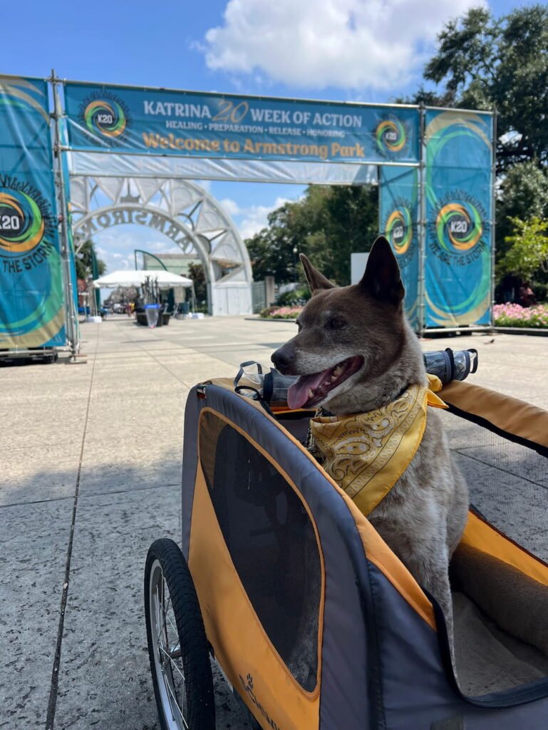 Sheila looking much happier being out and about
