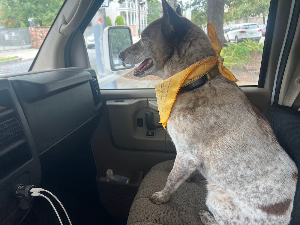 Sheila sporting her new bandana