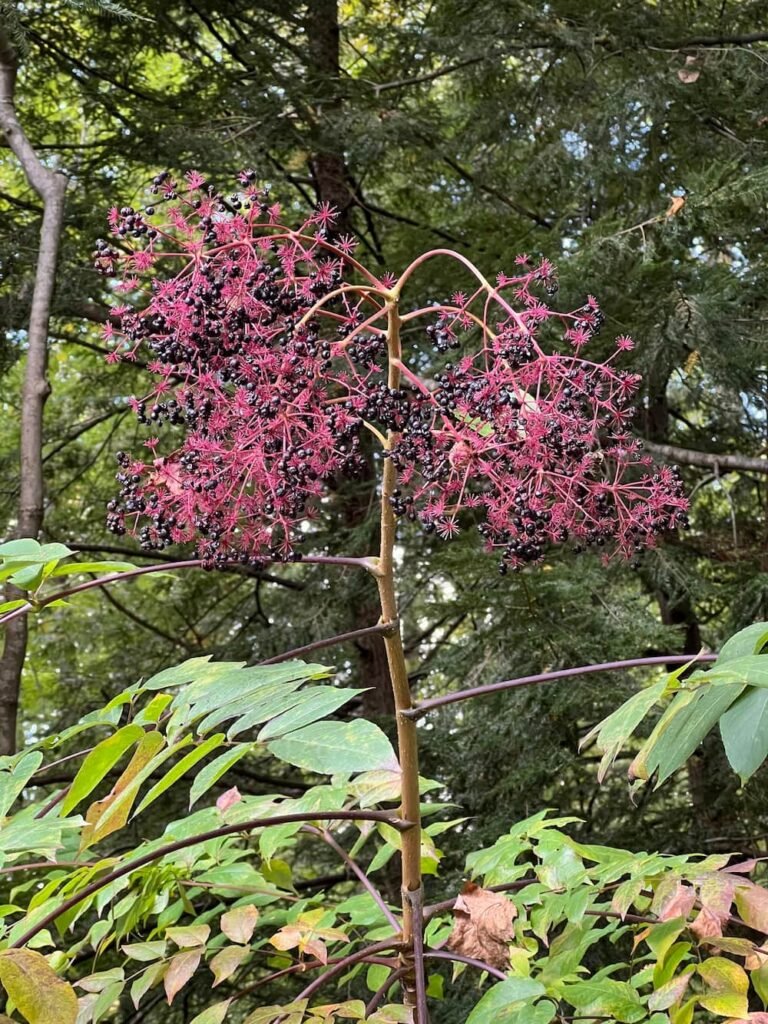 Interesting flowers on this tree