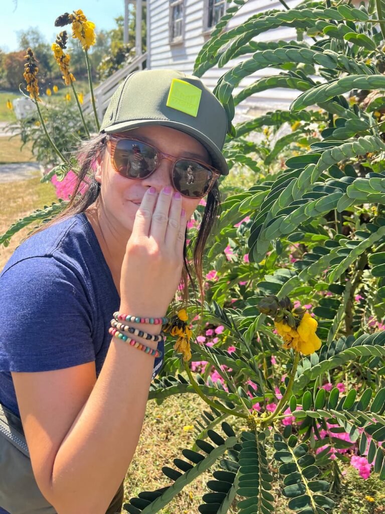 Plant that smelled like popcorn