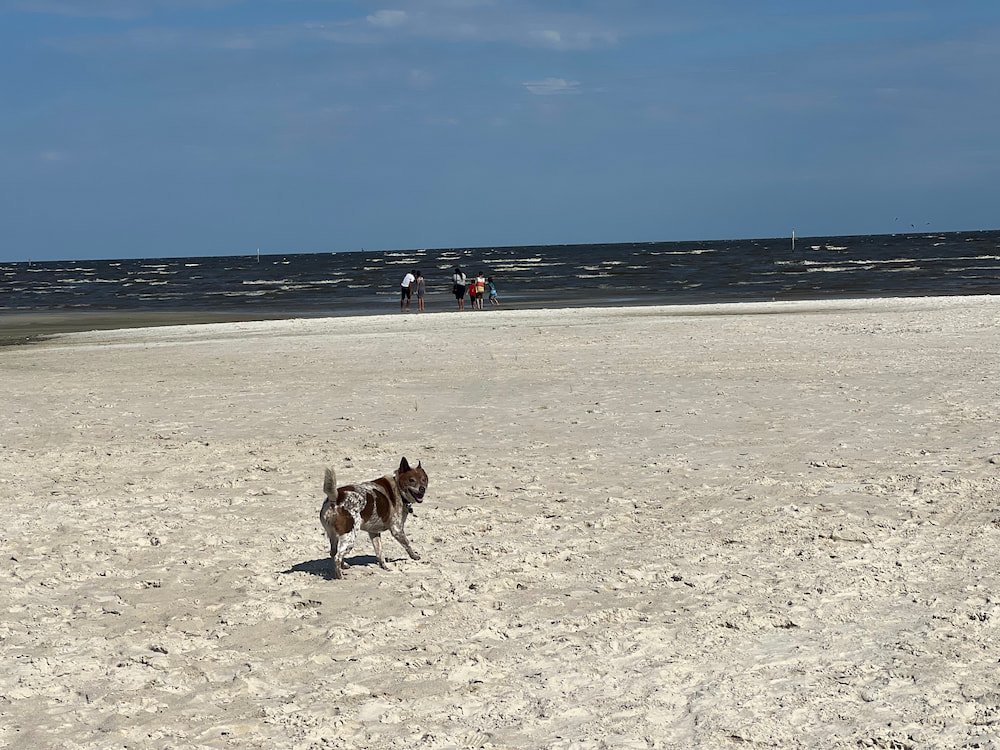 Sheila was stoked to run on the sand again even though it was hot