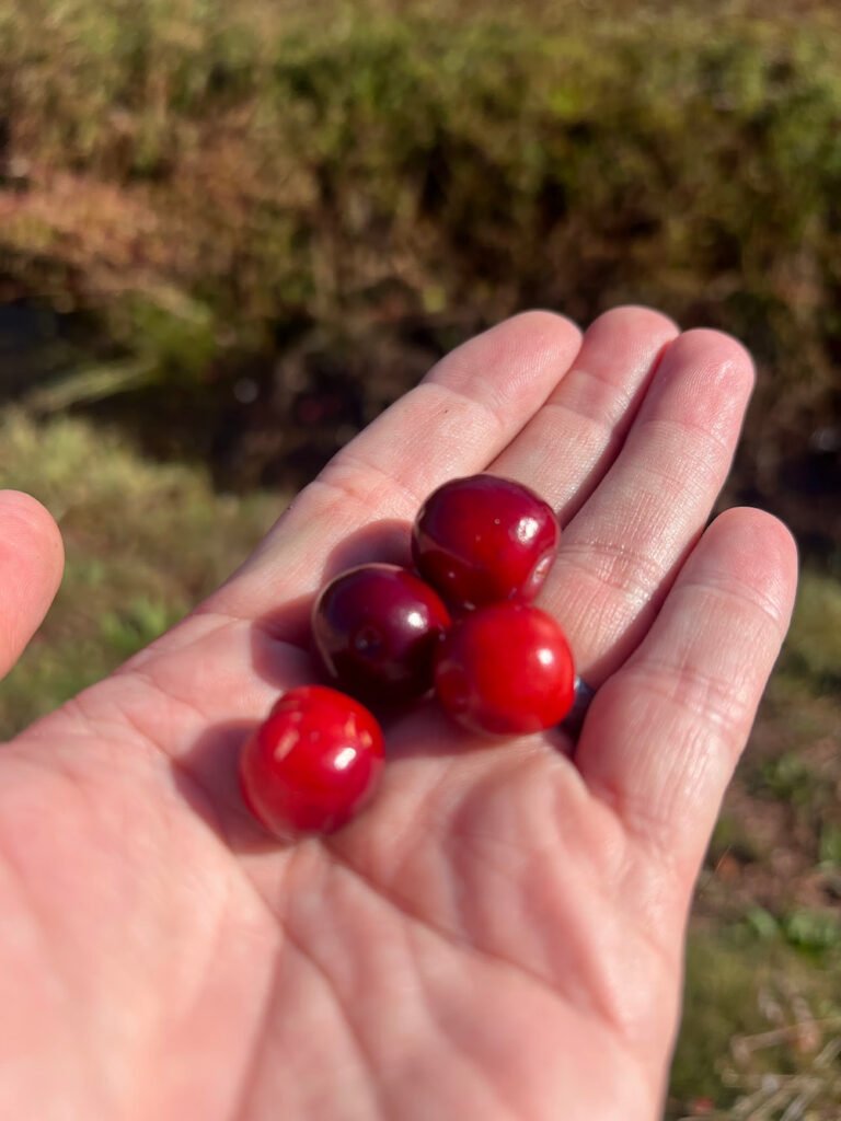 A handful of cranberries