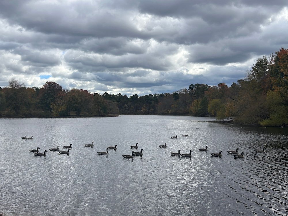 Canada Geese swimming in the lake
