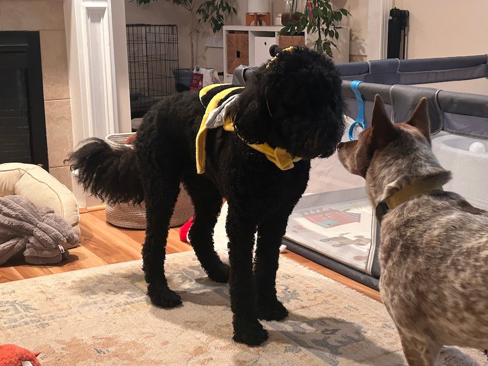 Faceoff without issue