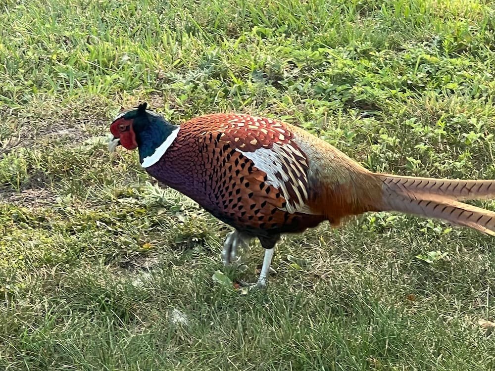 Male ring-necked pheasant at the Sachuest Point National Wildlife Refuge