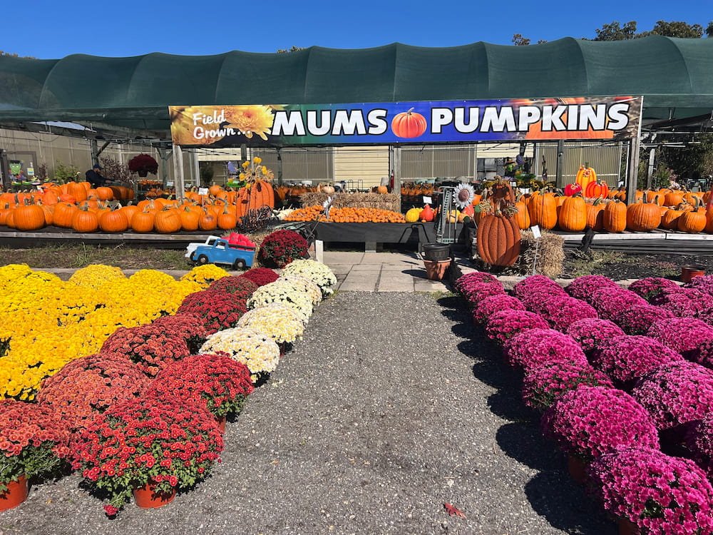 Mums and Pumpkins