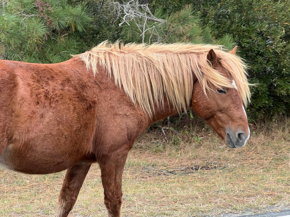 One of the wild horses that we drove right by