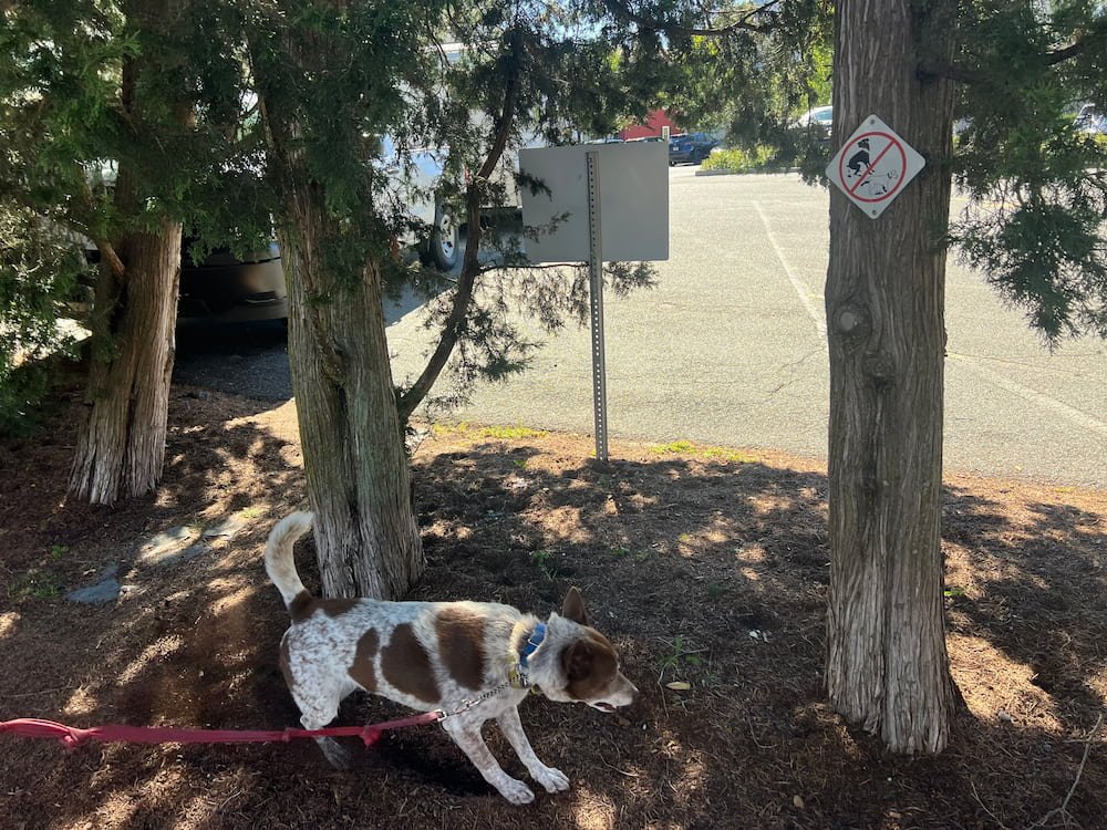 Sheila breaking the rules