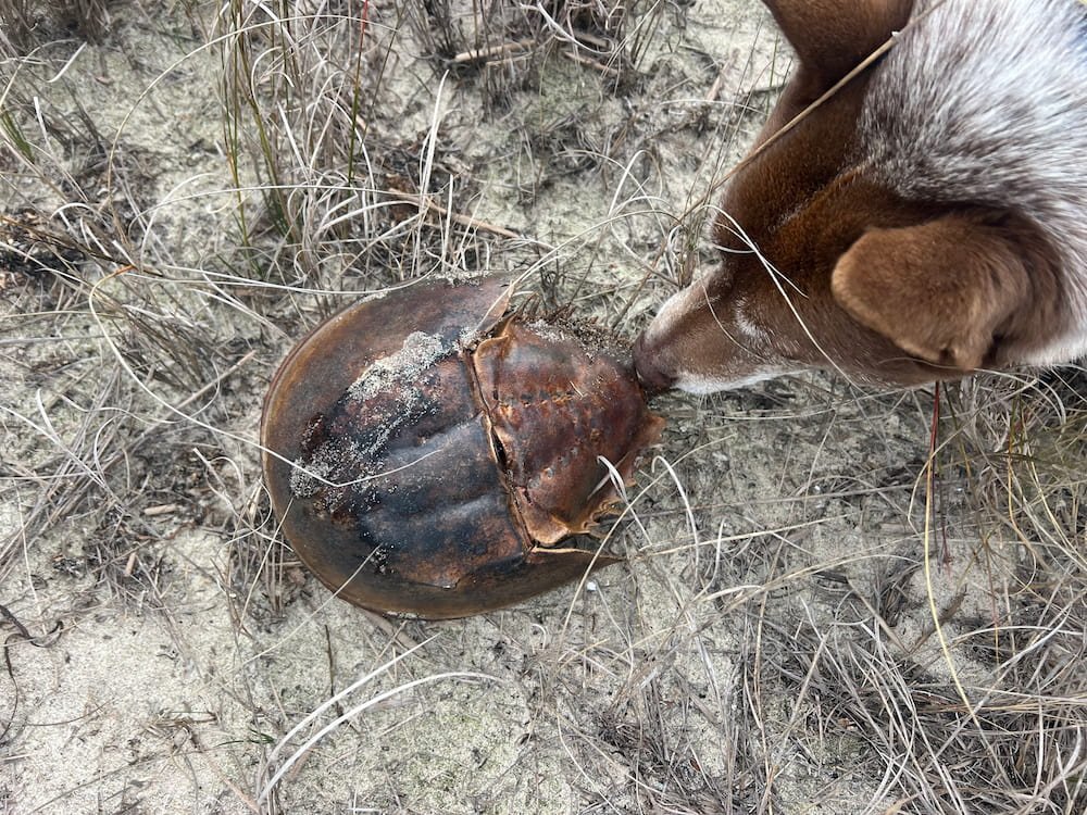 Sheila checking out one big dead bug