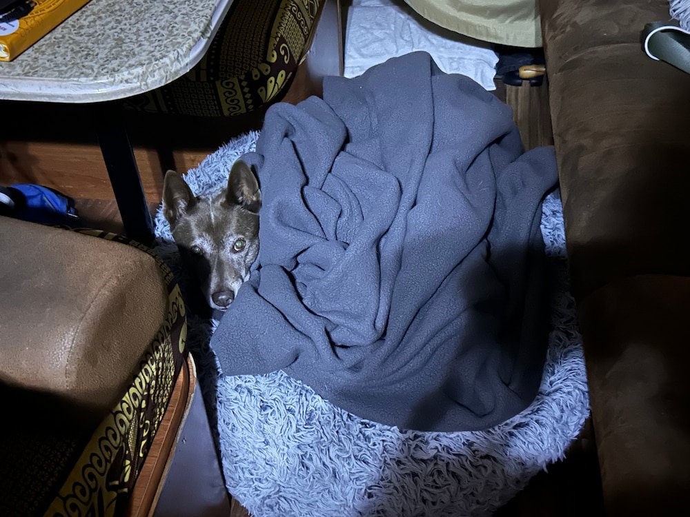 Sheila keeping warm under the blanket in the RV