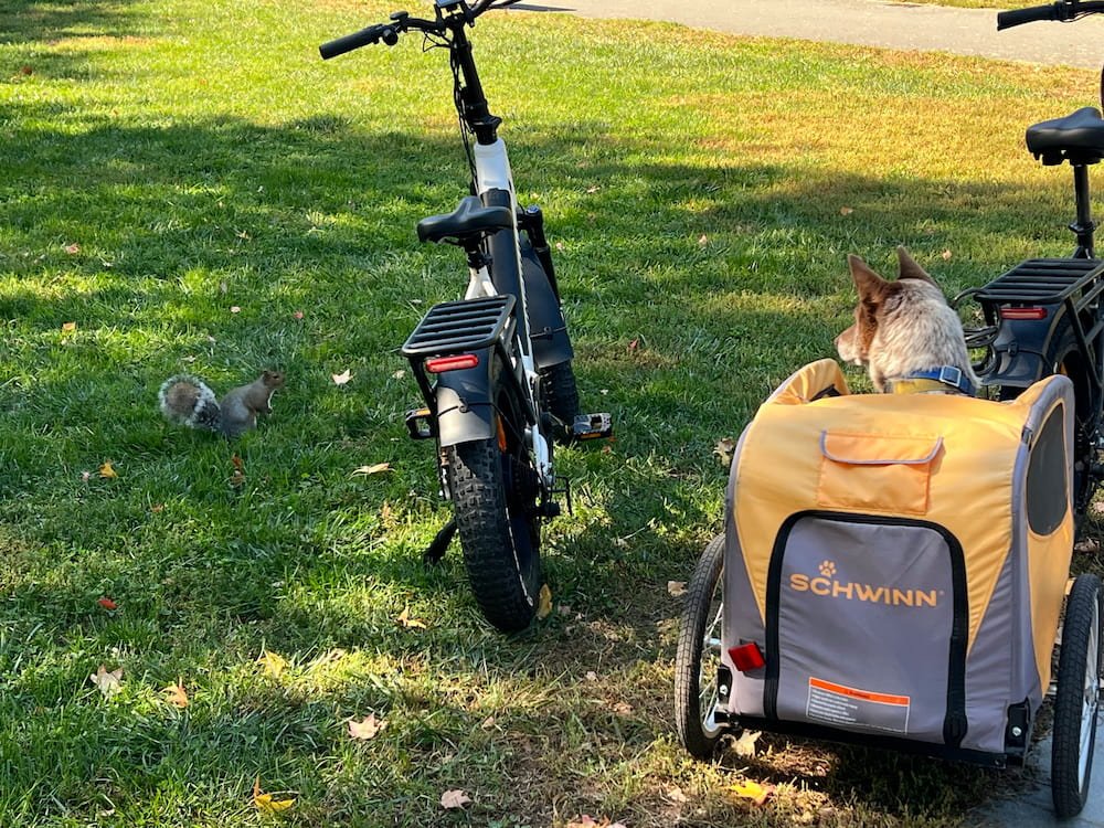 Sheila watching a squirrel