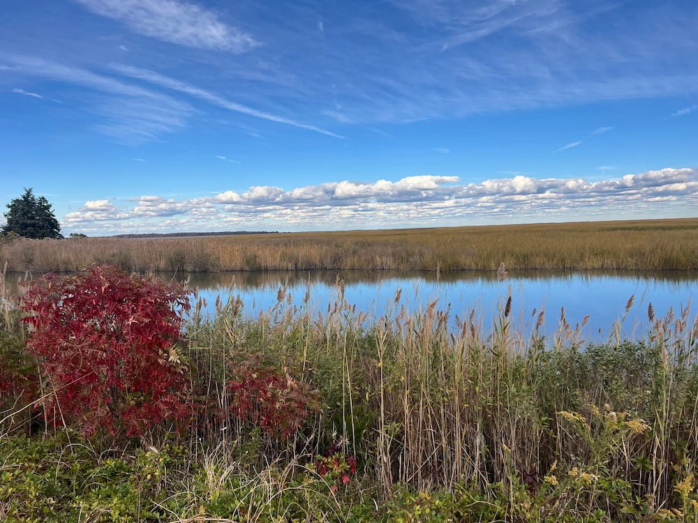 So still and so many bird noises