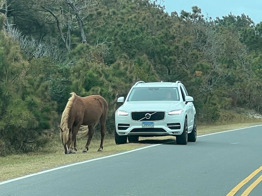 The horses were so healthy-looking