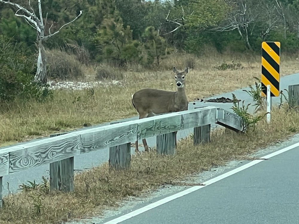 We also spotted a deer