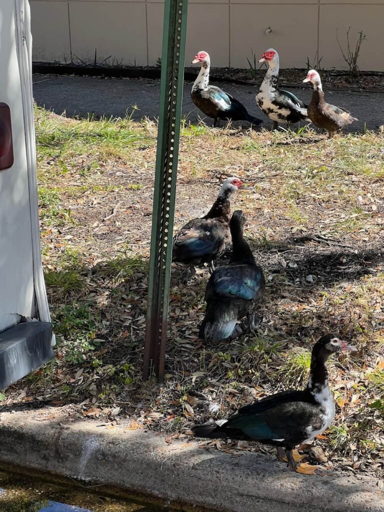 A gang of ducks next to our RV