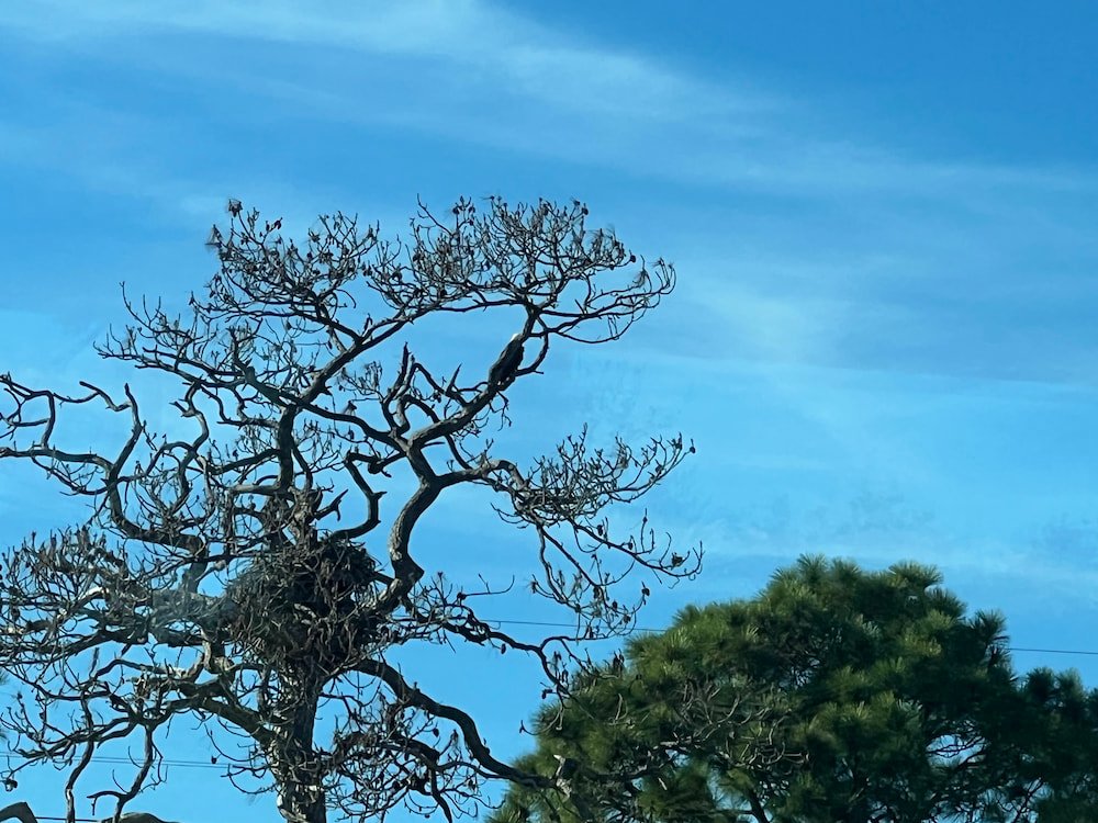 Bald eagle nest