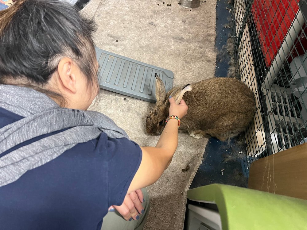 Lisette with one of the bunnies