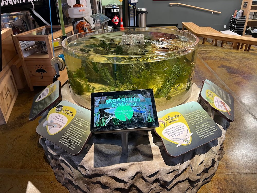 Mosquito eating fish