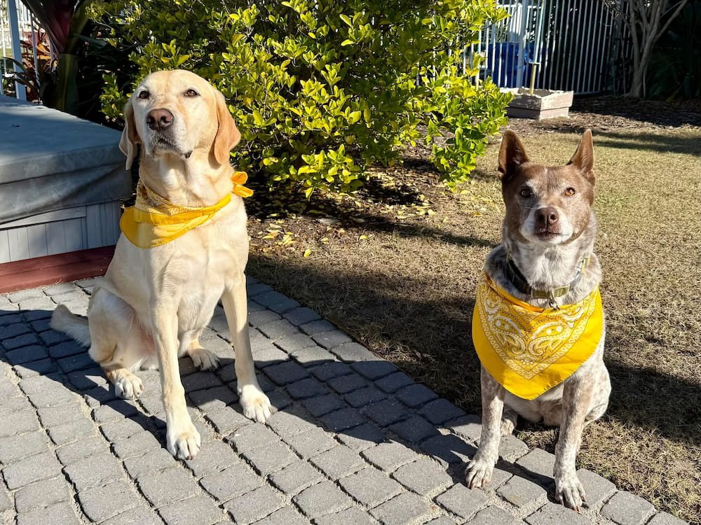 Sheila and Paul rocking out in their yellow bandanas