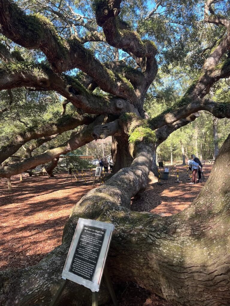 The tree is enormous