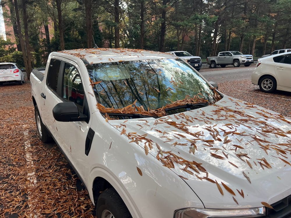 This pickup was covered in leaves