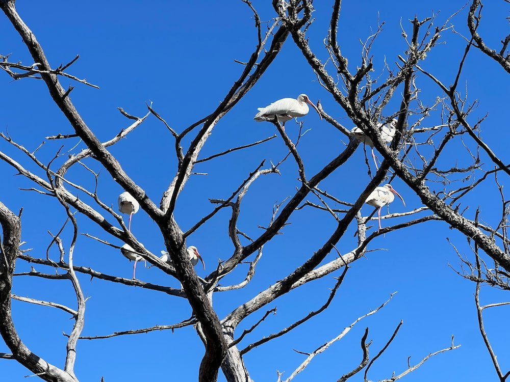 Wading birds in the trees near Driftwood Beach