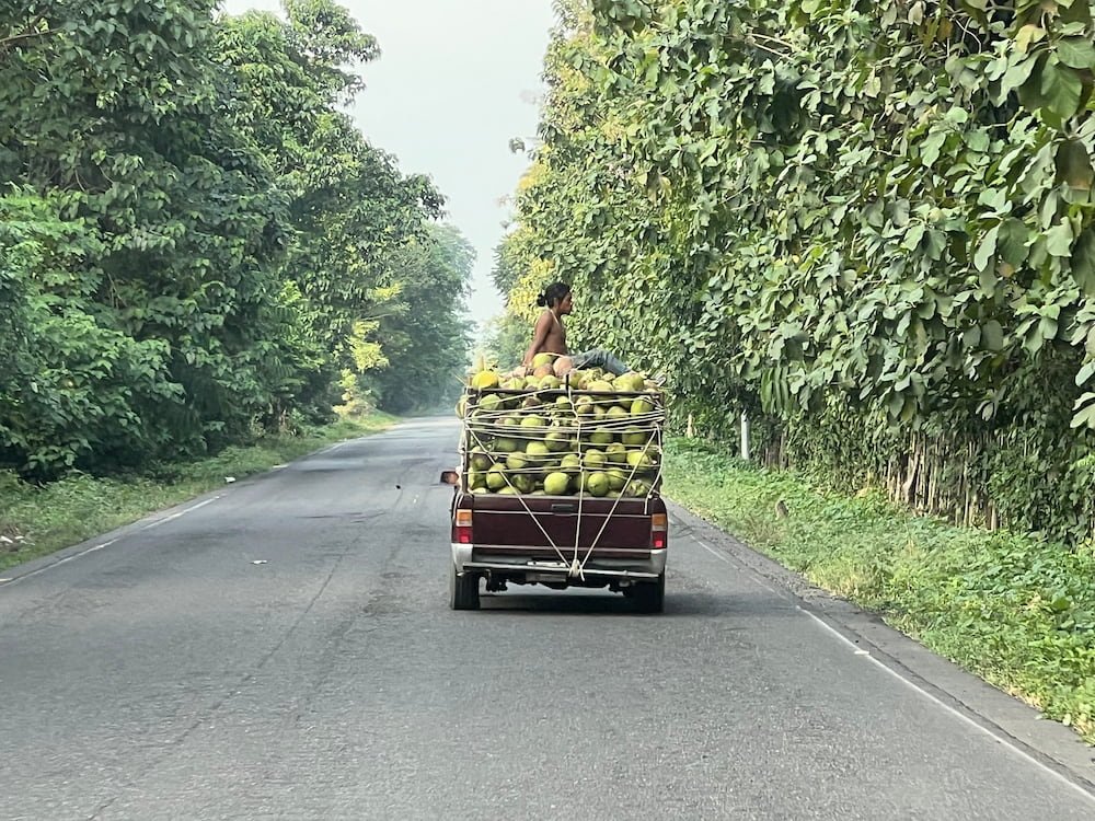 Chilling on top of a truck filled with coconuts